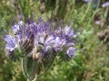 Arrivée de Gabrielle, Alternante chez Bio Loire Océan sur la Biodiversité fonctionnelle